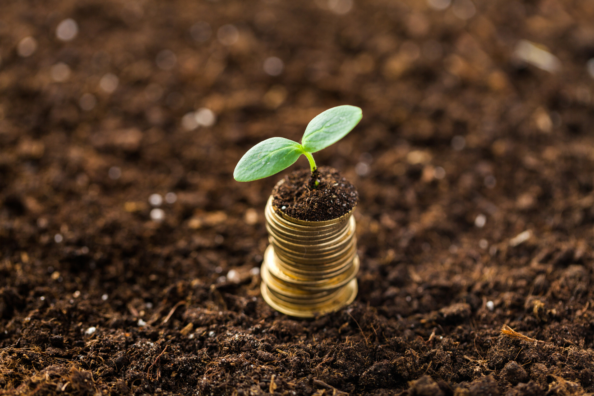 Money Plant Investment Concept